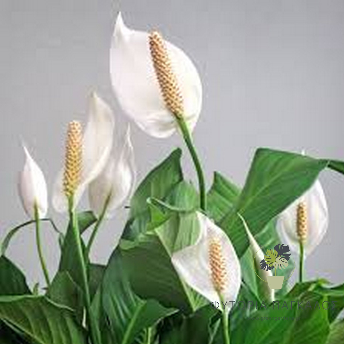 Σπαθίφυλλο (Spathiphyllum) – Φυτό Εσωτερικού Χώρου με Λευκά Άνθη - 3 lt